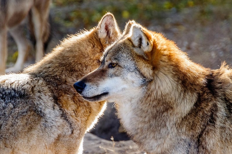 Wolf in the wild